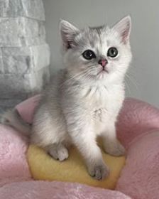 THESE BRITISH KITTENS ARE LOOKING FOR A NEW HOME!
