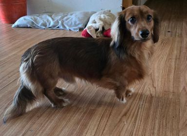 LONGHAIR MINIATURE DACHSHUND PUPPIES!