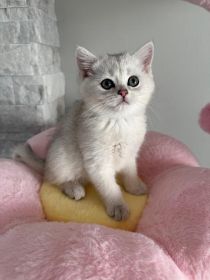 BRITISH KITTENS ARE AVAILABLE FOR A NEW HOME