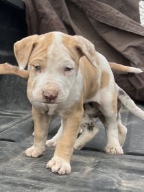 NEW LITTER: LOUISIANA CATAHOULAS
