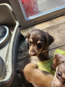 MINIATURE DACHSUND PUPS AKC