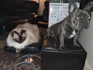 FRENCH BULLDOG MALE