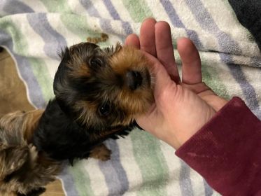 THREE YORKIE PUPPIES