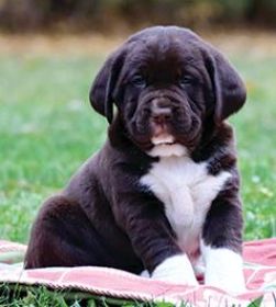 ADORABLE SPRINGADOR PUPPIES