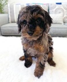 TOY COCKAPOO PUPPIES 