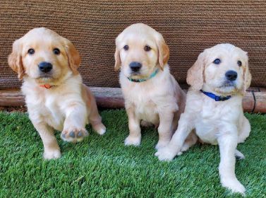 ADORABLE GOLDENDOODLE PUPPIES
