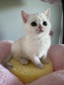 BRITISH KITTENS 