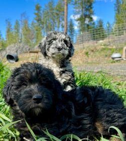MINIATURE LABRADOODLES