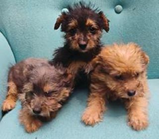 YORKIE CAIRN PUPPIES 