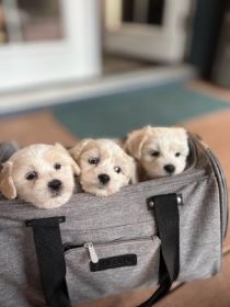 TWO LEFT COTON DE TULEAR