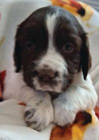 ENGLISH SPRINGER SPANIEL PUPPIES