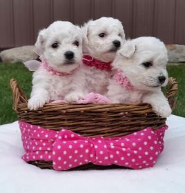 AKC BICHON FIRSE PUPPIES 