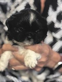 SHIH TZU PUPPIES BORN SEPTEMBER 21