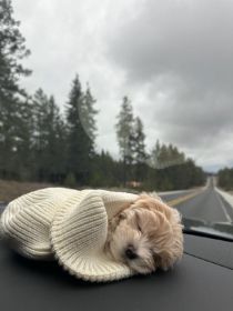 MALTIPOO PUPPIES