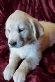 AKC ENGLISH CREAM GOLDEN RETRIEVER PUPPIES