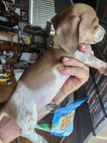 MINIATURE DACHSUND PUPS AKC