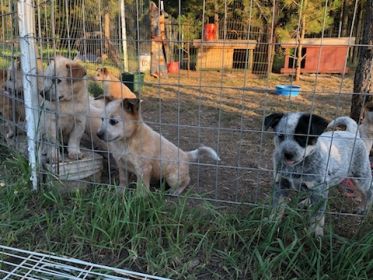 HEELER PUPPIES
