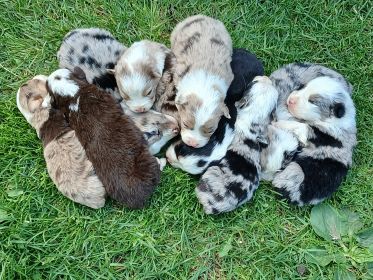 AUSSIES 