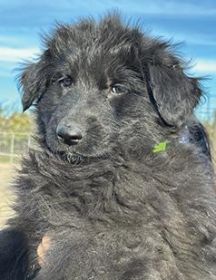 WESTERN EUROPEAN GERMAN SHEPHERD PUPPIES