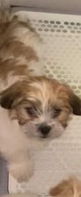 DESIGNER PUPPIES, SHIH TZU, YORKIE, MALTESE