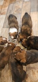 CHOCOLATE AUSSIE/ RED HEELER PUPPIES