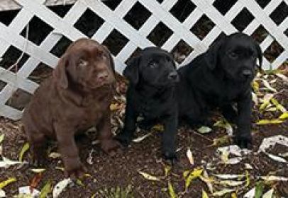 REG. BLACK LABS