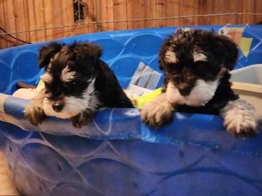 AKC REG. MINI SCHNAUZER PUPPIES
