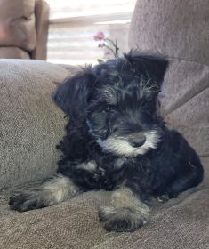 HYPOALLERGENIC PUREBRED MINIATURE SCHNAUZER PUPPIES