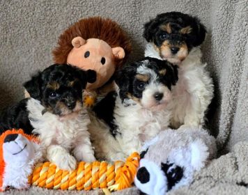 AKC MINIATURE POODLE PUPPIES