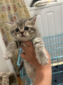 THREE SCOTTISH FOLD KITTENS