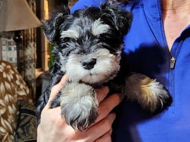 AKC REG. MINI SCHNAUZER PUPPIES