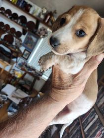 MINIATURE DACHSUND PUPS AKC