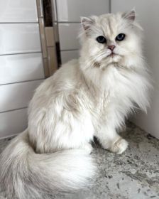 FEMALE BRITISH CATS
