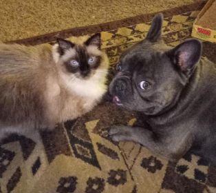 FRENCH BULLDOG MALE