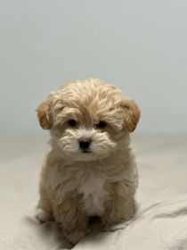 MALTIPOO PUPPIES