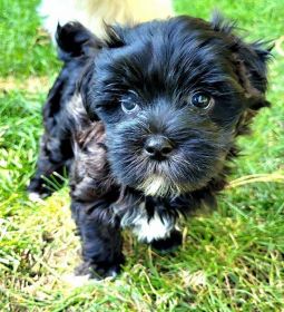 ADORABLE BLACK & WHITE MORKIE