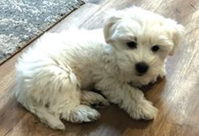 TWO LEFT COTON DE TULEAR 