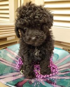 AKC TOY POODLE