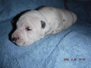 DALMATIAN PUPPIES 