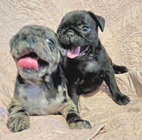 PUG PUPPIES