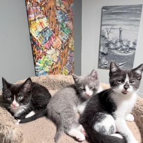 RAGDOLL KITTENS