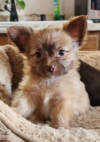 YORKIE MIX PUPPIES