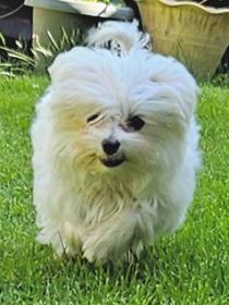 MALTESE END OF SEASON SALE