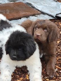 NEWFOUNDLAND PUPPIES