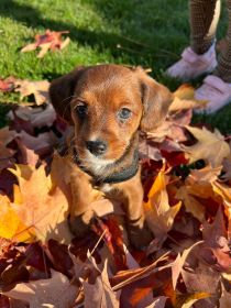 MAZIEPOOS: COCKAPOO/ YORKIEPOO MIX PUPPIES