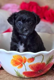 AUSTRALIAN YORKIEPOO PUPPIES