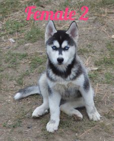 FOUR BEAUTIFUL SIBERIAN HUSKY PUPPIES AVAILABLE