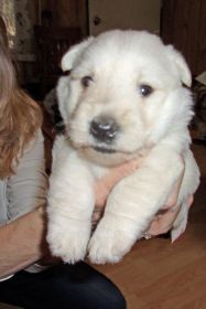 AKC REG. SCOTTISH TERRIER PUPPIES