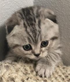 ONE SCOTTISH FOLD KITTEN BOY AVAILABLE
