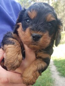 CAVAPOO PUPPIES